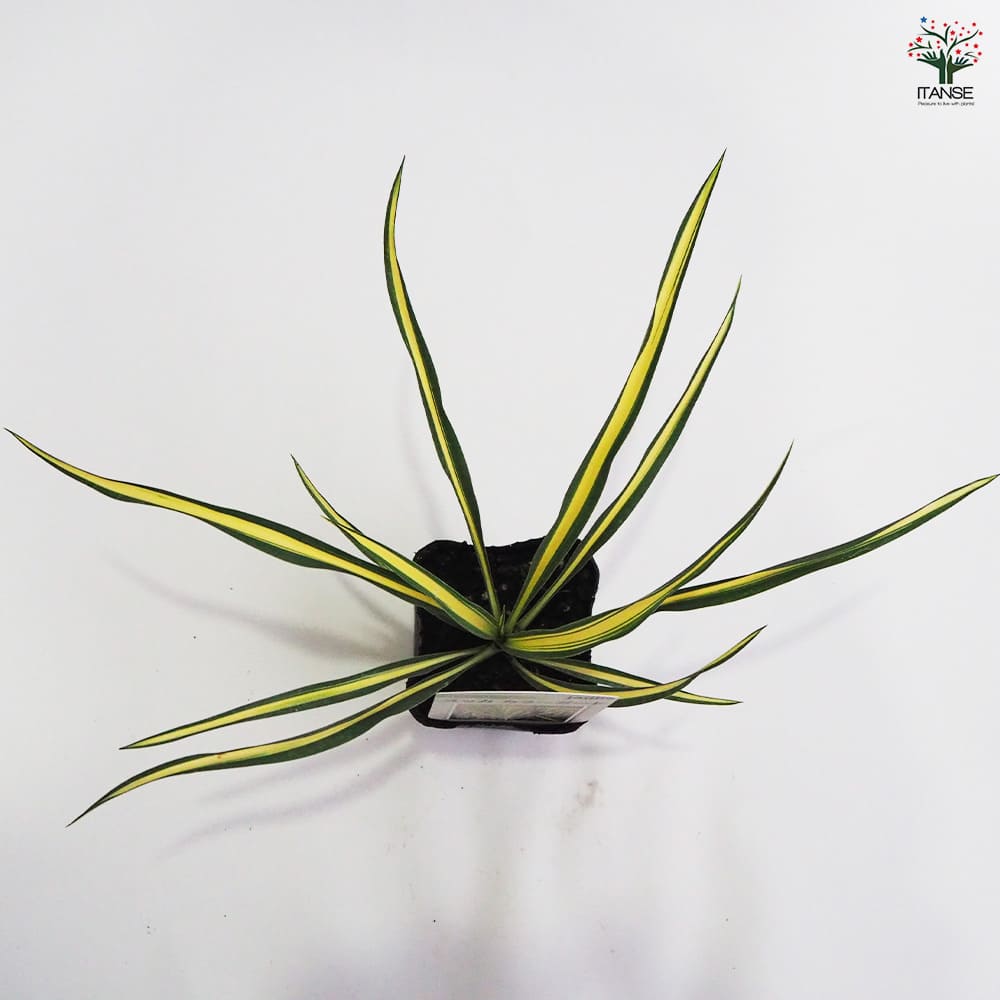 ユッカ カラーガード2個～ 【観葉植物 9cmポット】｜ 【植物の