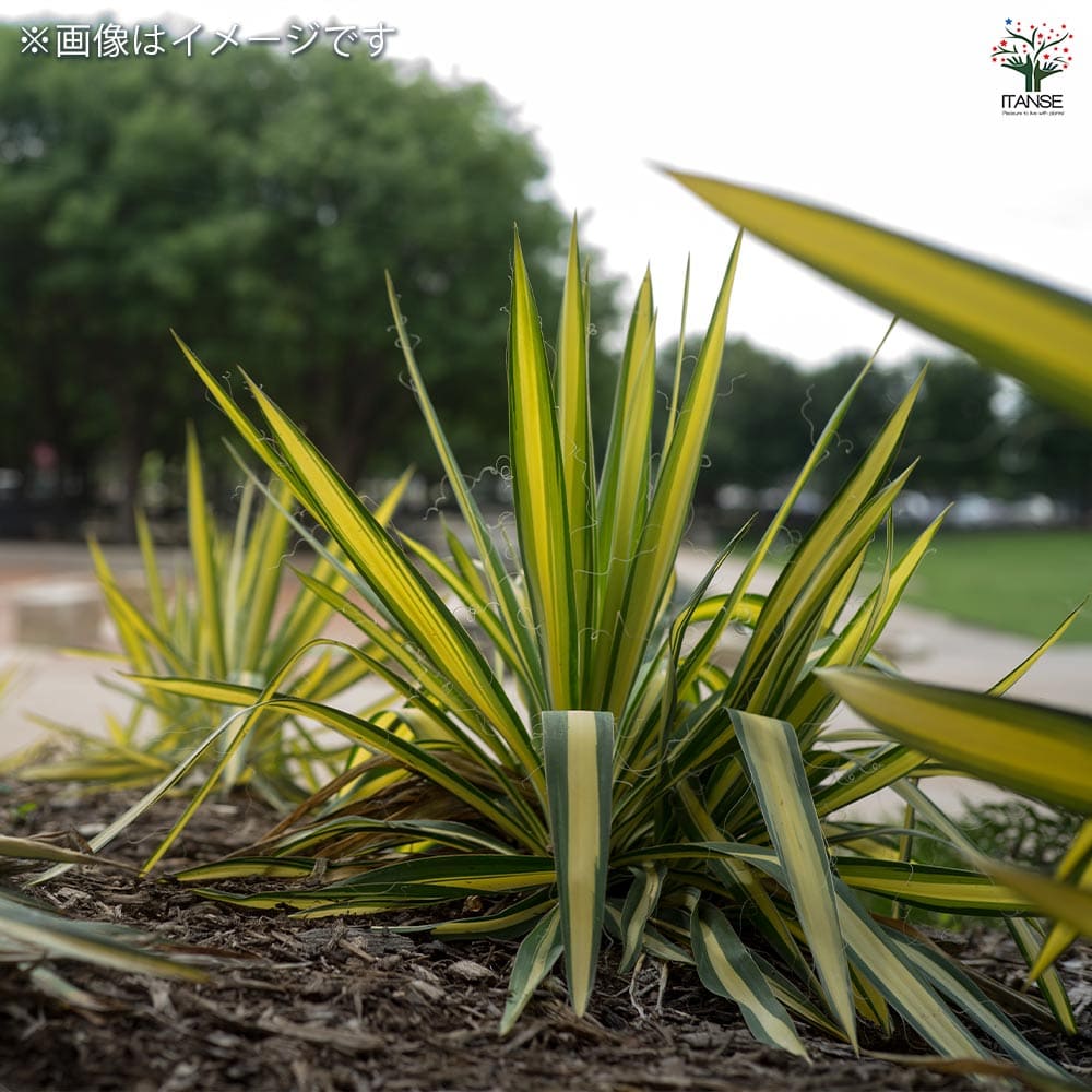 ユッカ カラーガード2個~ 【観葉植物 9cmポット】