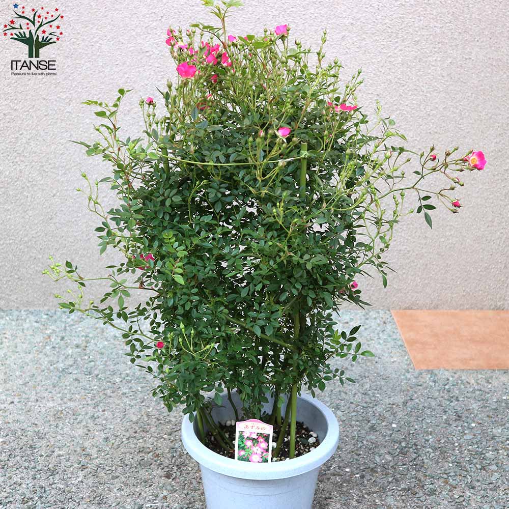 薔薇 つるバラ 安曇野(アズミノ)【花苗 7号鉢 大苗 アンドン仕立／1個