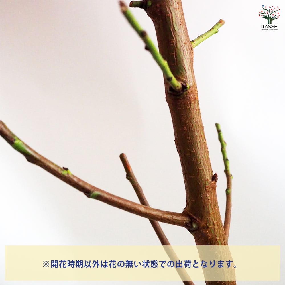 花桃 咲き分源平 【花木苗 4.5号ポット／1個売り】｜ 【植物の