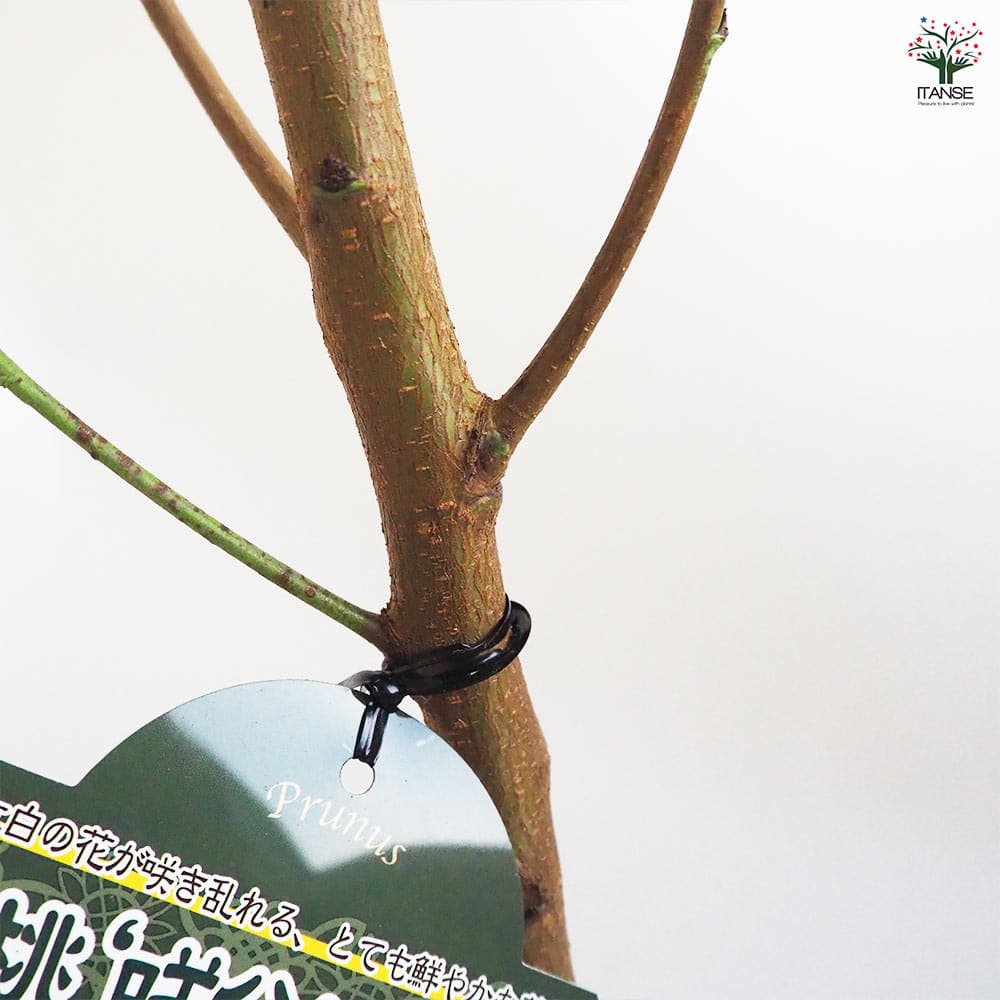 お買い得です！　源平花桃　咲き分け　紅　白　絞りハナモモ　立性　1本で楽しめます 源平花桃 咲き分け 紅 白 絞りハナモモ 立性 1本で楽しめます