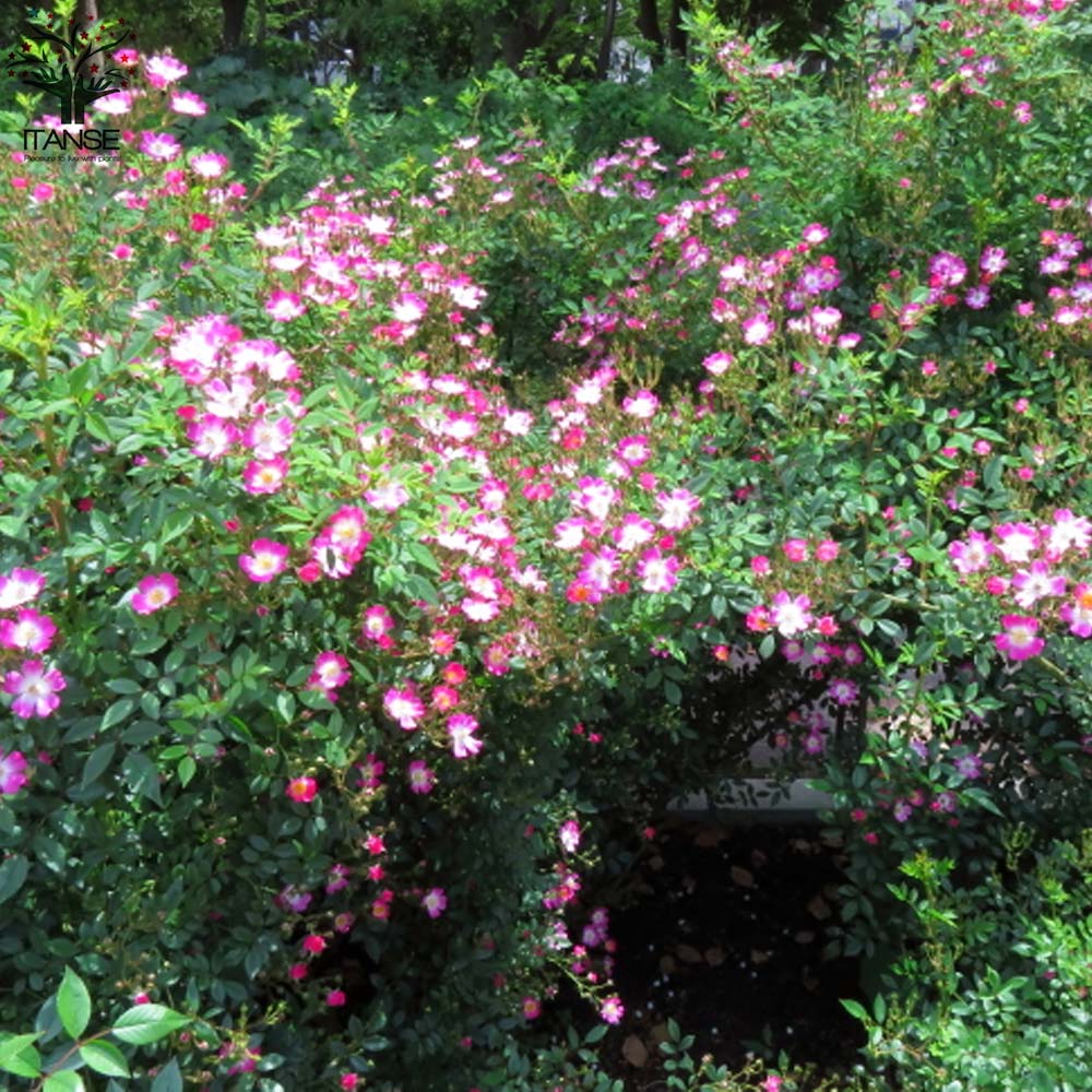 薔薇 つるバラ 安曇野(アズミノ)【花苗 7号鉢 大苗 アンドン仕立／1個