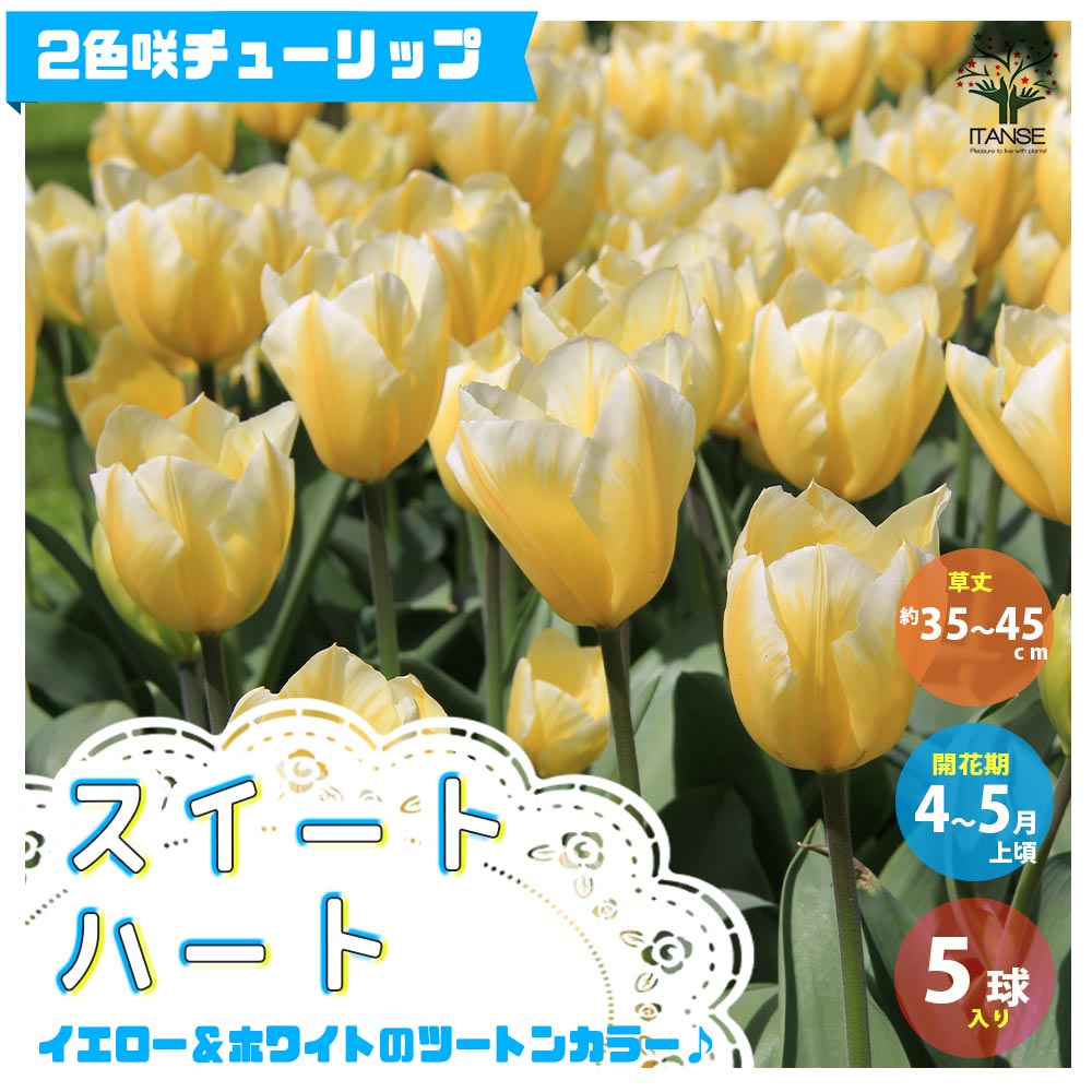 チューリップ スイートハート【花球根/お買い得5球セット】