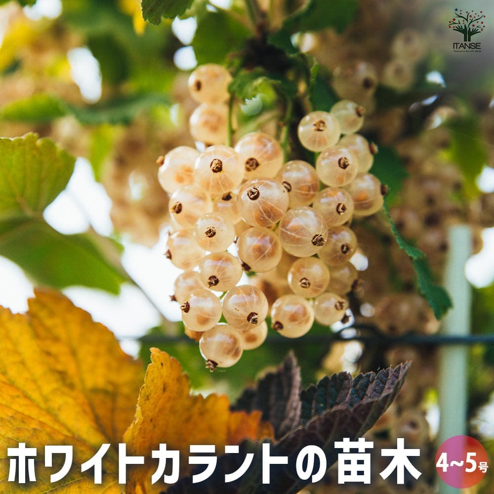 カシスの苗木 ホワイトカラント 【果樹の苗木 4号／1個売り】｜ 【植物