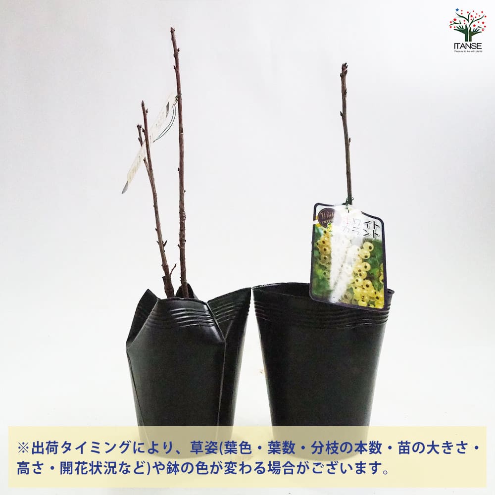 カシスの苗木 ホワイトカラント 【果樹の苗木 4号／1個売り】｜ 【植物