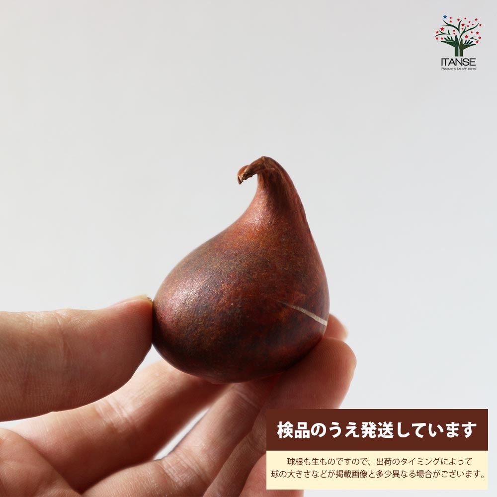 チューリップ スイートハート【花球根/お買い得5球セット】