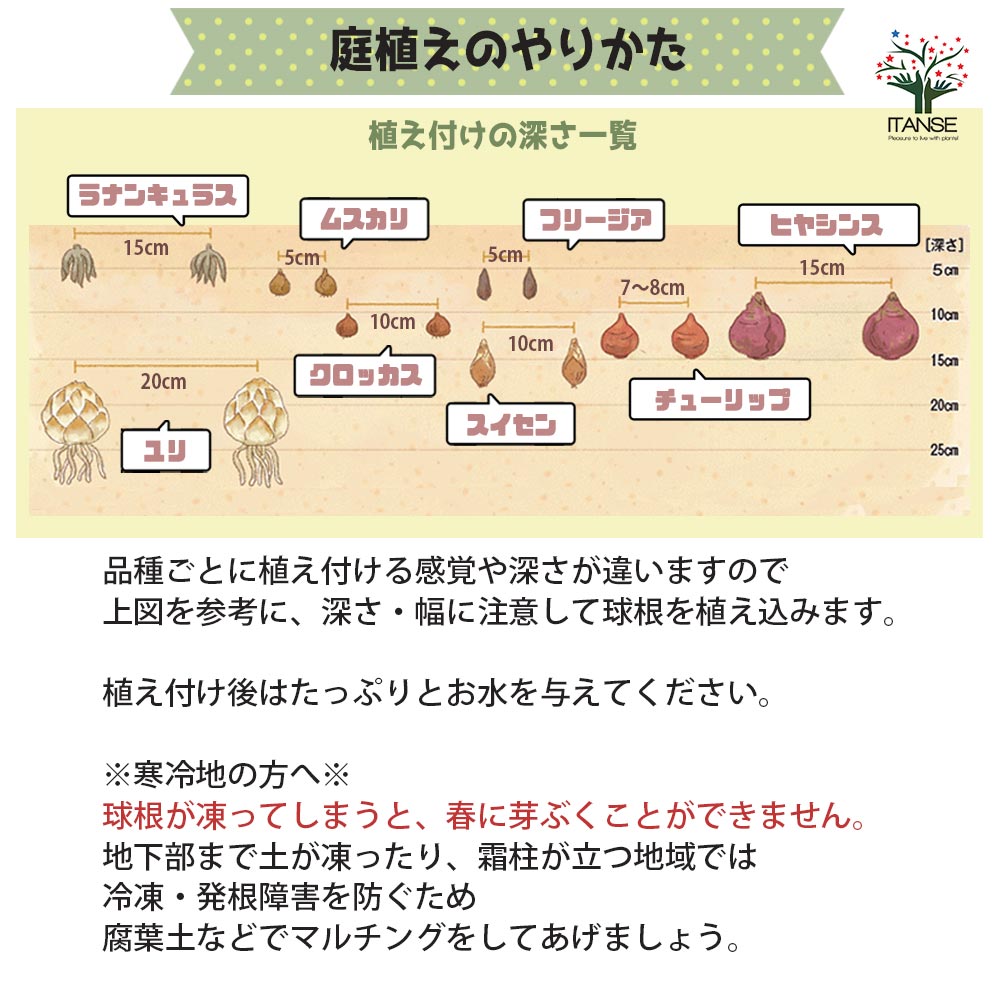 チューリップ スイートハート【花球根/お買い得5球セット】