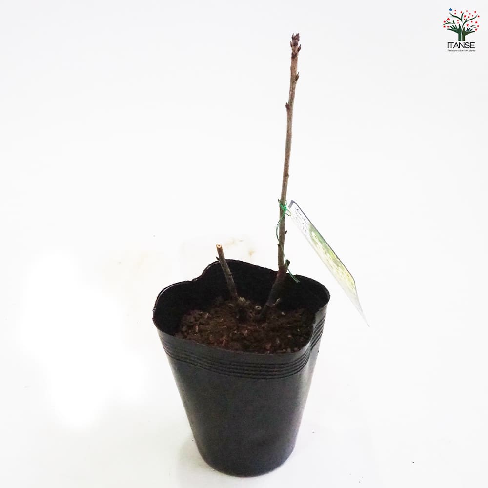 カシスの苗木 ホワイトカラント 【果樹の苗木 4号／1個売り】｜ 【植物