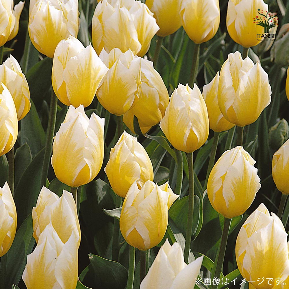 チューリップ スイートハート【花球根/お買い得5球セット】