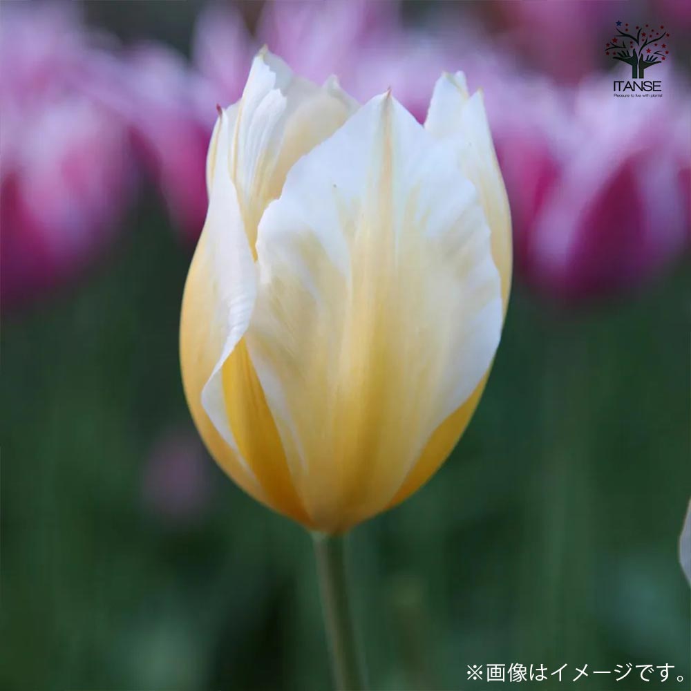 チューリップ スイートハート【花球根/お買い得5球セット】