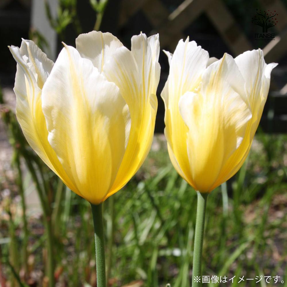 チューリップ スイートハート【花球根/お買い得5球セット】