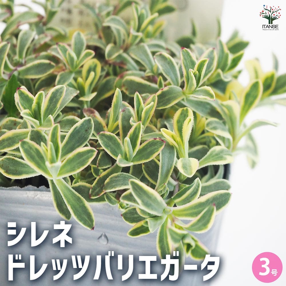 シレネ ドレッツバリエガータ 【花苗 3号】｜ 【植物のITANSE