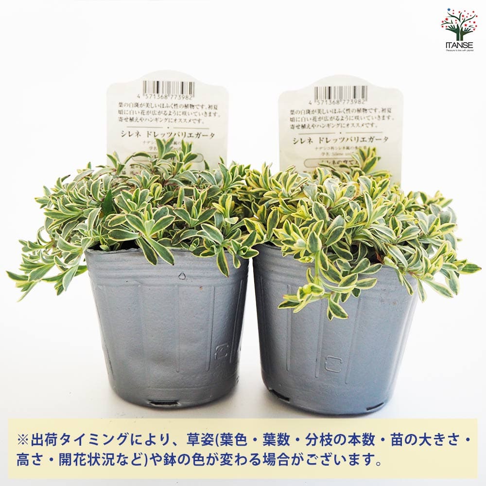 シレネ ドレッツバリエガータ 【花苗 3号】｜ 【植物のITANSE