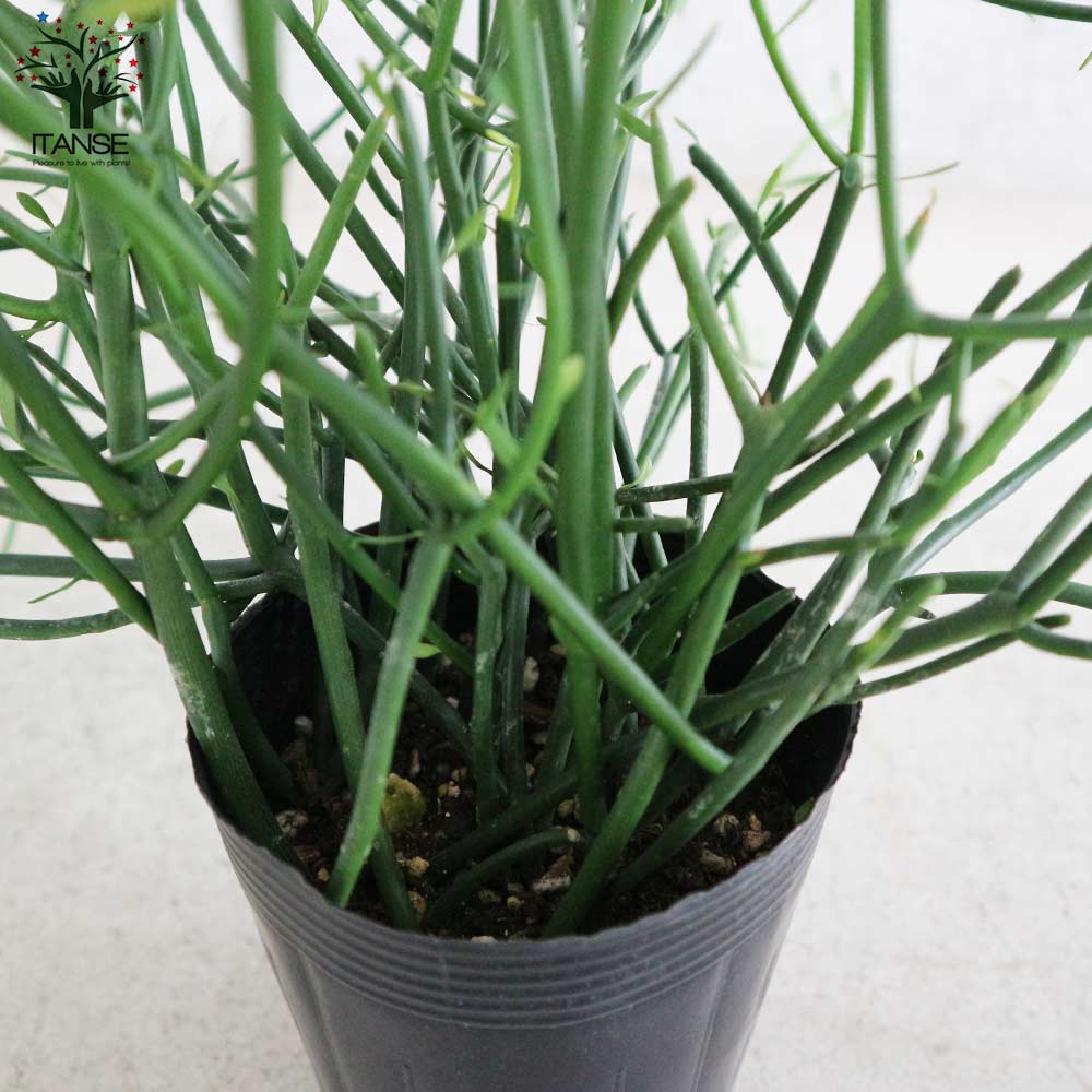 ミルクブッシュ 【多肉植物 3.5号ポット苗／1個売り】｜ 【植物の