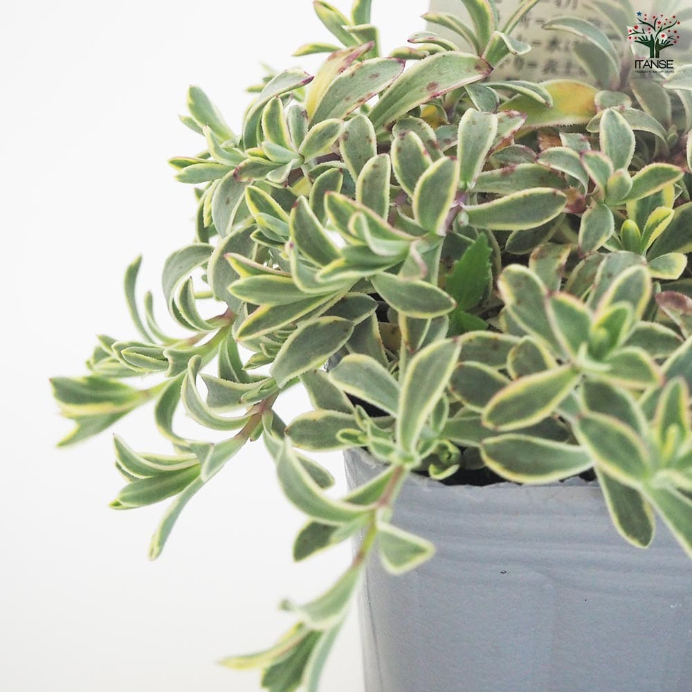 シレネ ドレッツバリエガータ 【花苗 3号】｜ 【植物のITANSE