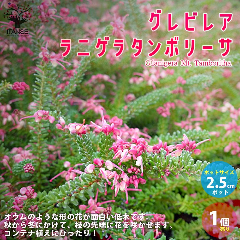 Itanse良品ｾﾚｸﾄ通販