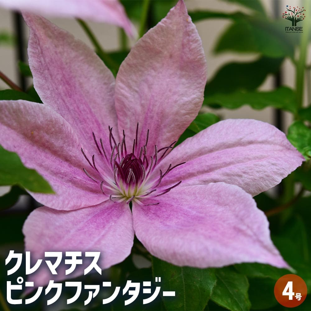 クレマチス ピンクファンタジー 【花苗 4号／1個売り】｜ 【植物の