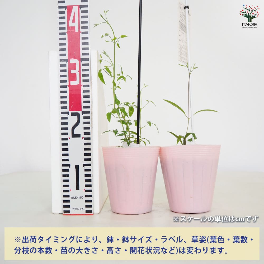 クレマチス ピンクファンタジー 【花苗 4号／1個売り】｜ 【植物の