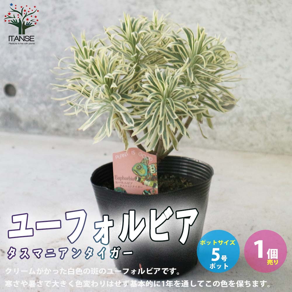 ユーフォルビア タスマニアンタイガー 【花苗 5号黒ポット／1個売り