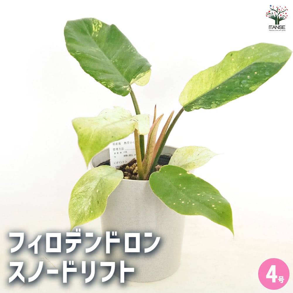フィロデンドロン スノードリフト