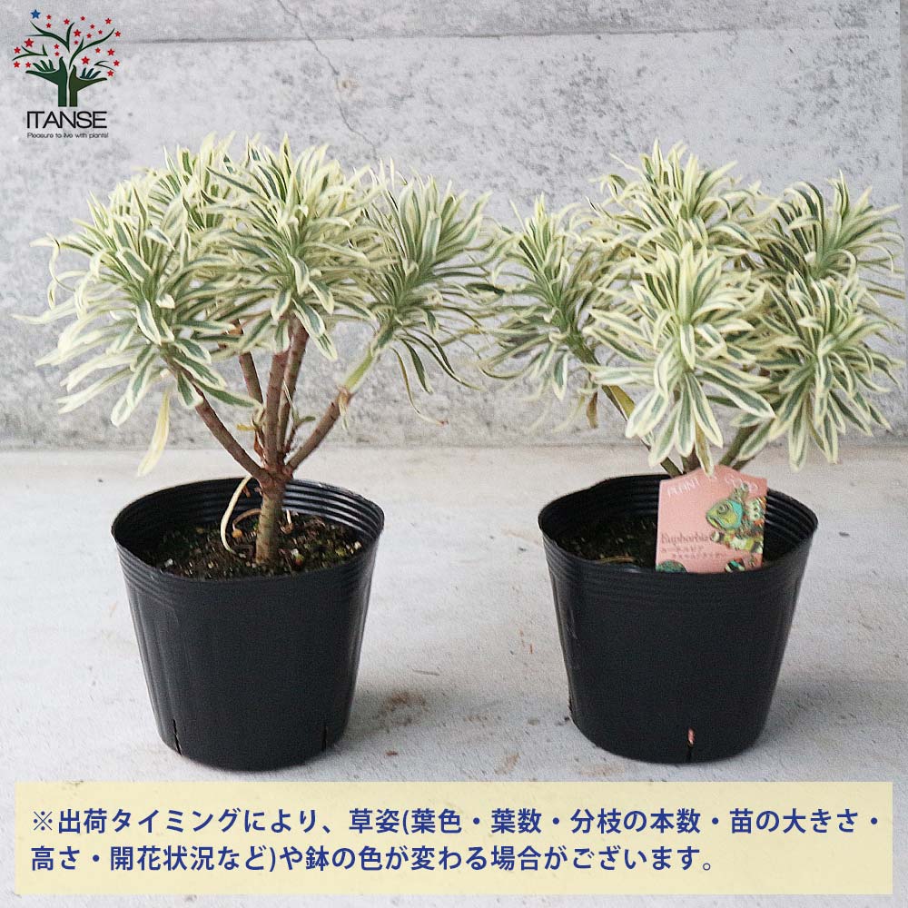 ユーフォルビア タスマニアンタイガー 【花苗 5号黒ポット／1個売り