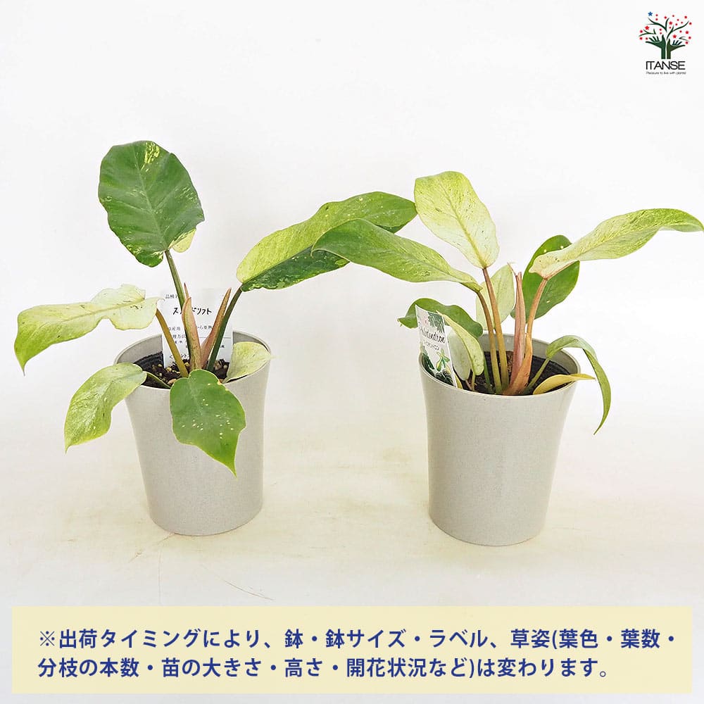 フィロデンドロン スノードリフト 【観葉植物 4号】｜ 【植物の