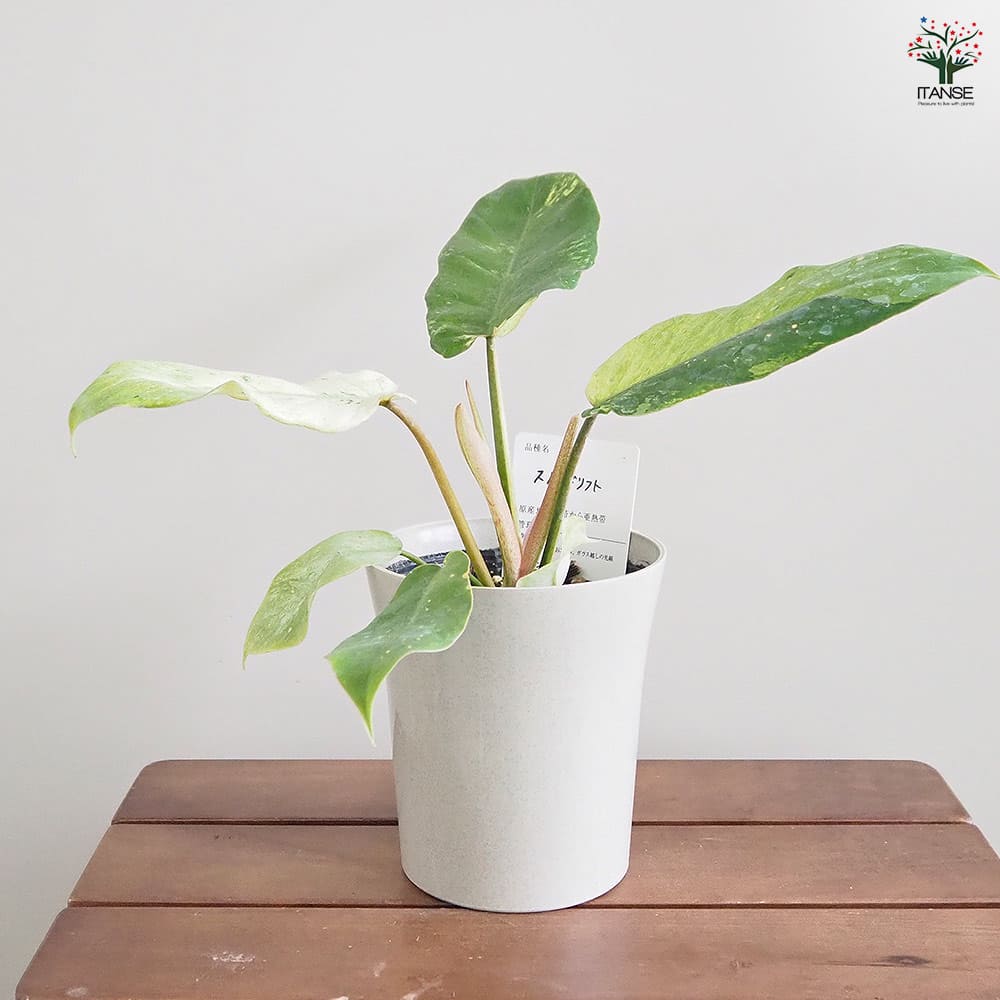 フィロデンドロン スノードリフト 【観葉植物 4号】｜ 【植物の