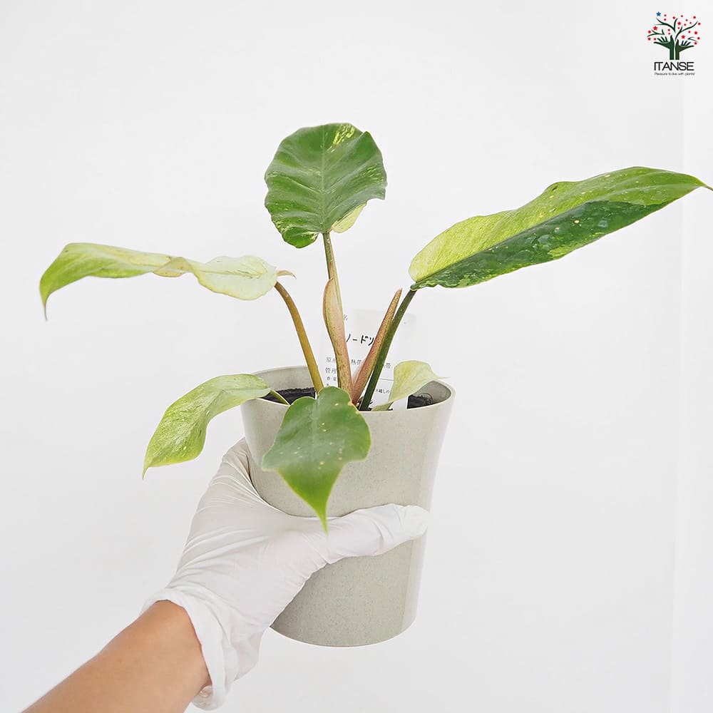 フィロデンドロン スノードリフト 【観葉植物 4号】｜ 【植物の