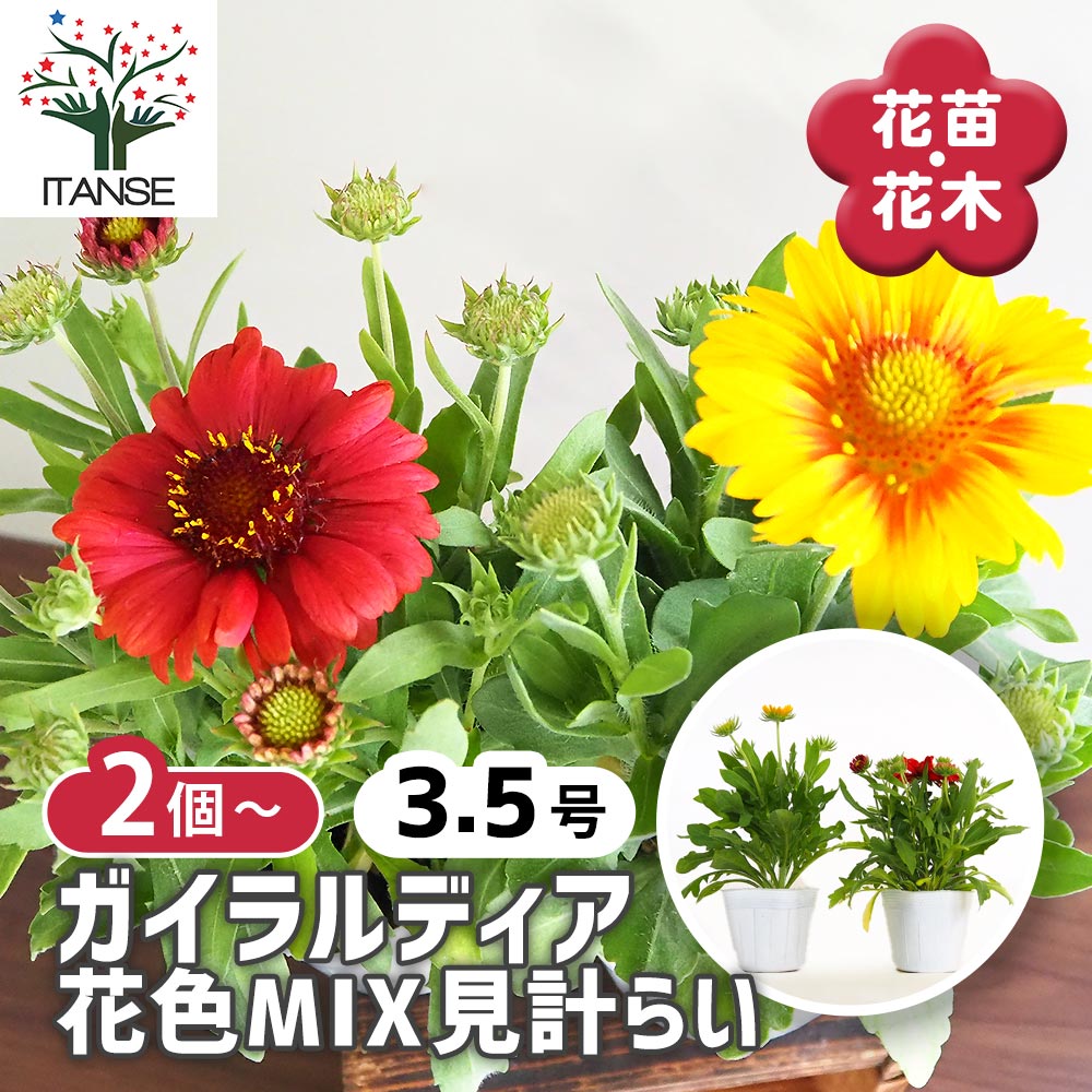 ガイラルディア 花色MIX見計らい2個～ 【花苗 3.5号】｜ 【植物の