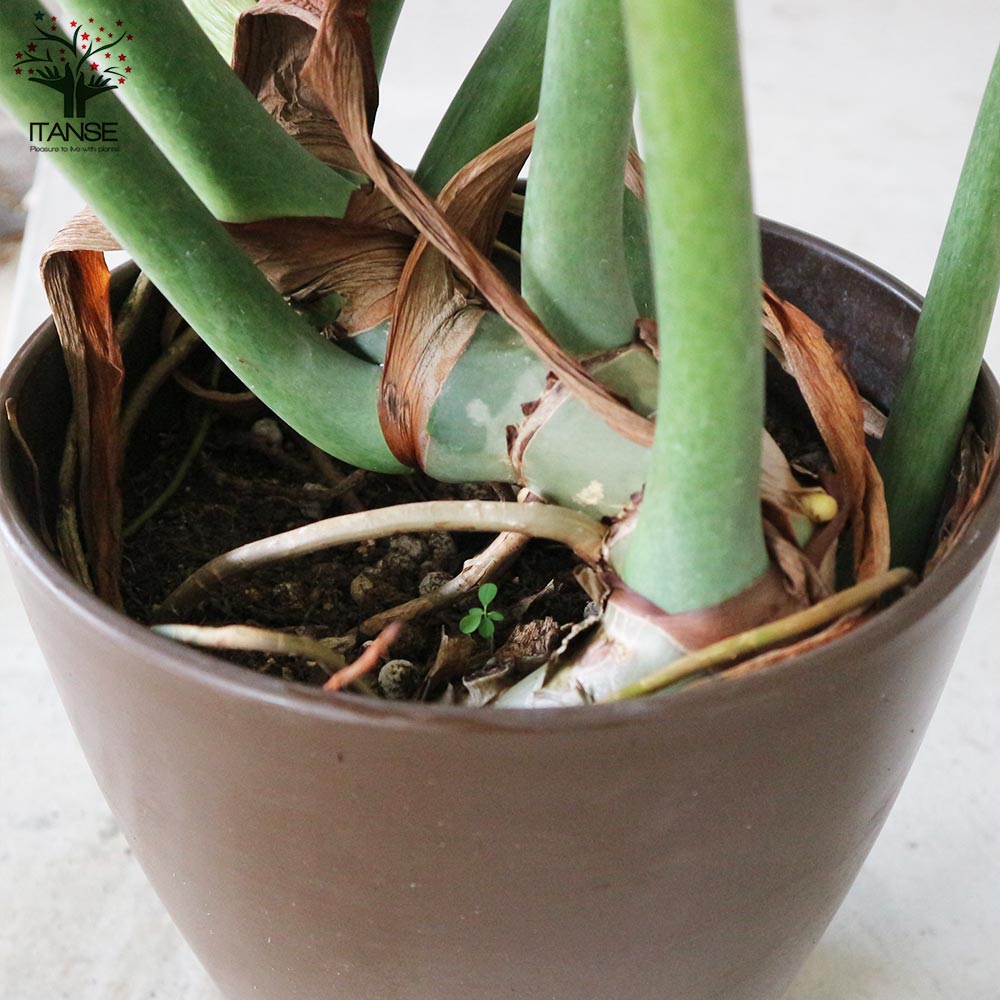 フィロデンドロン ボブシー【観葉植物 大型 8号プラスチック鉢