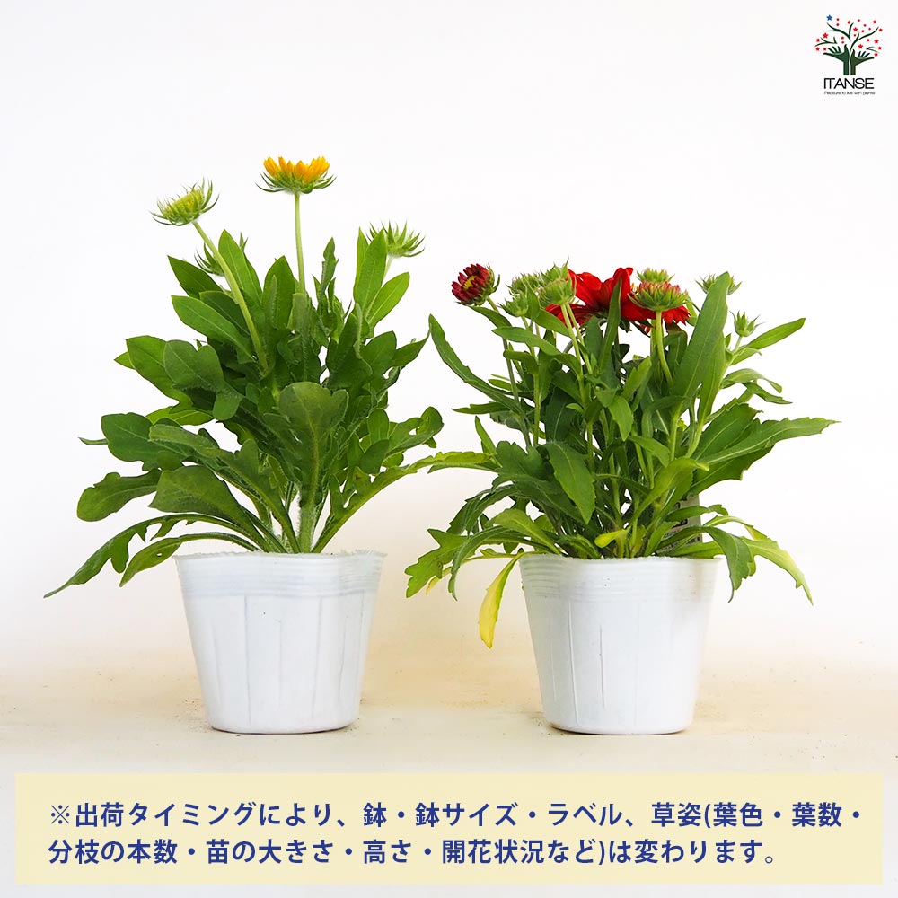 ガイラルディア 花色MIX見計らい2個～ 【花苗 3.5号】｜ 【植物の