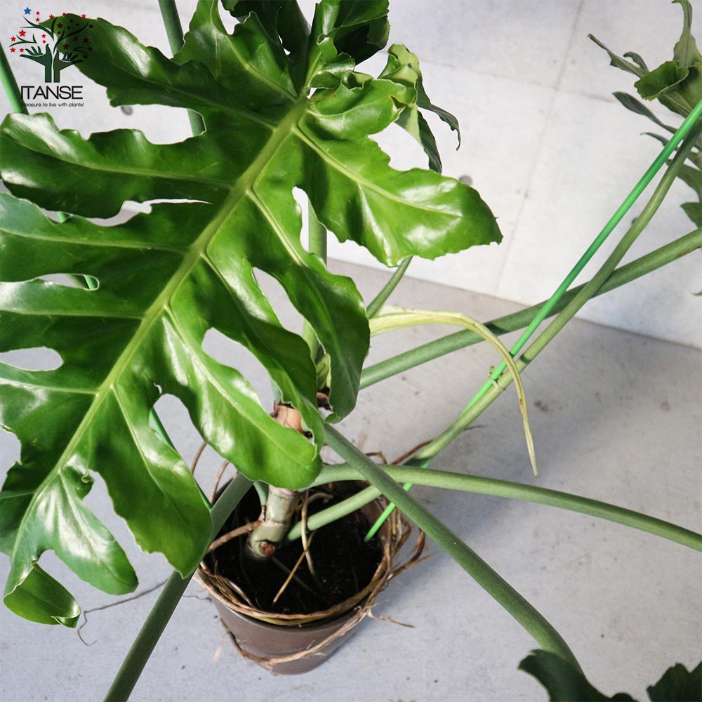 フィロデンドロン ボブシー【観葉植物 大型 8号プラスチック鉢