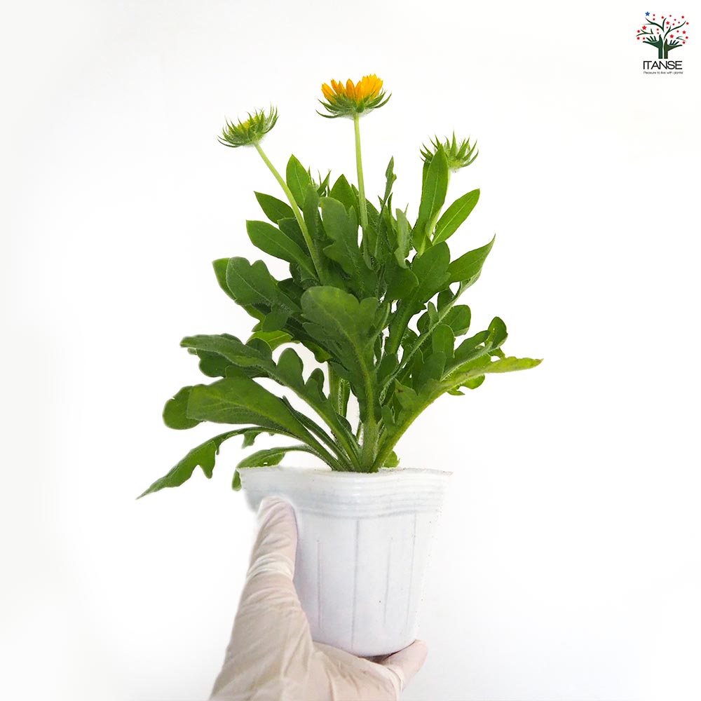 ガイラルディア 花色MIX見計らい2個～ 【花苗 3.5号】｜ 【植物の