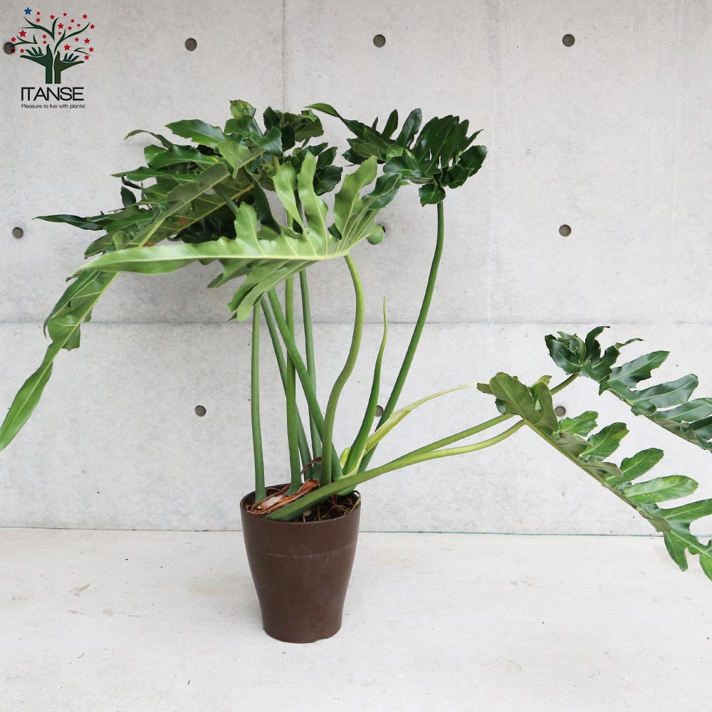 フィロデンドロン ボブシー【観葉植物 大型 8号プラスチック鉢