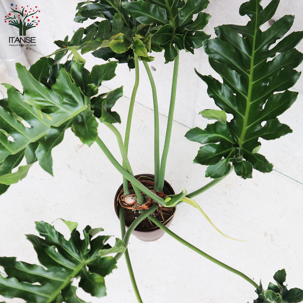 フィロデンドロンボブシー斑入り 希少】フィロデンドロンボブシー 極