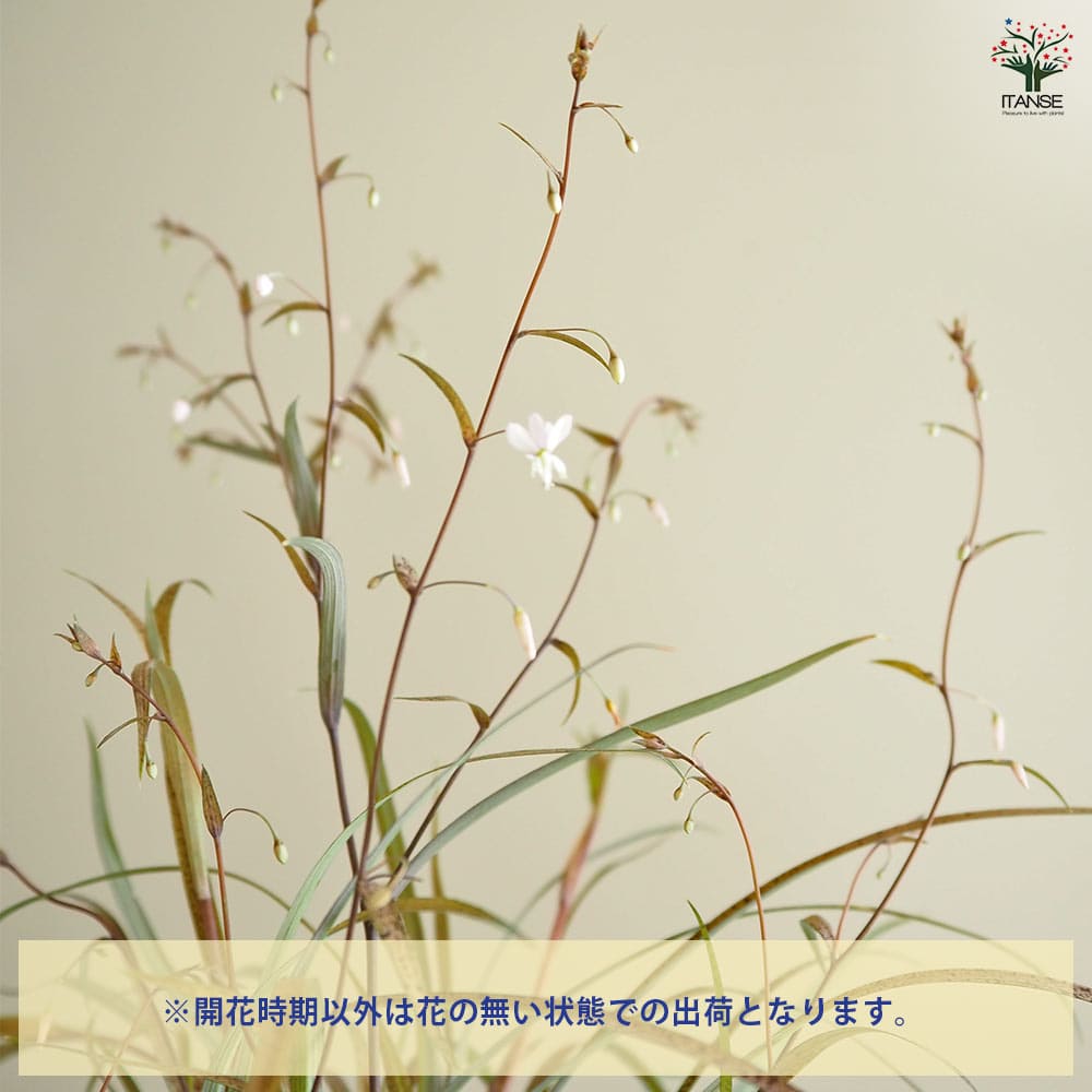 アルスロポディウム カプチーノ 【花苗 3号】｜ 【植物のITANSE
