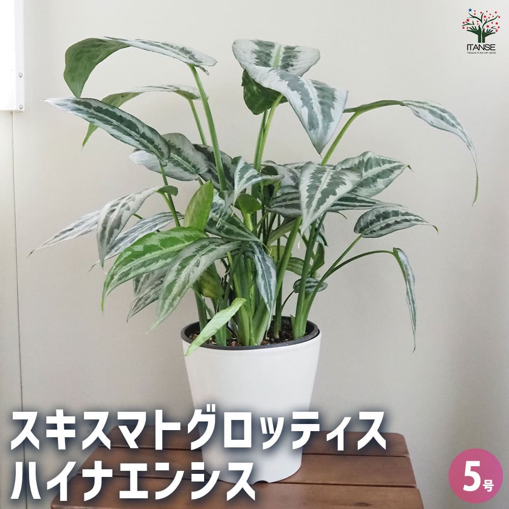 スキスマトグロッティス ハイナエンシス 【観葉植物 5号／1個売り