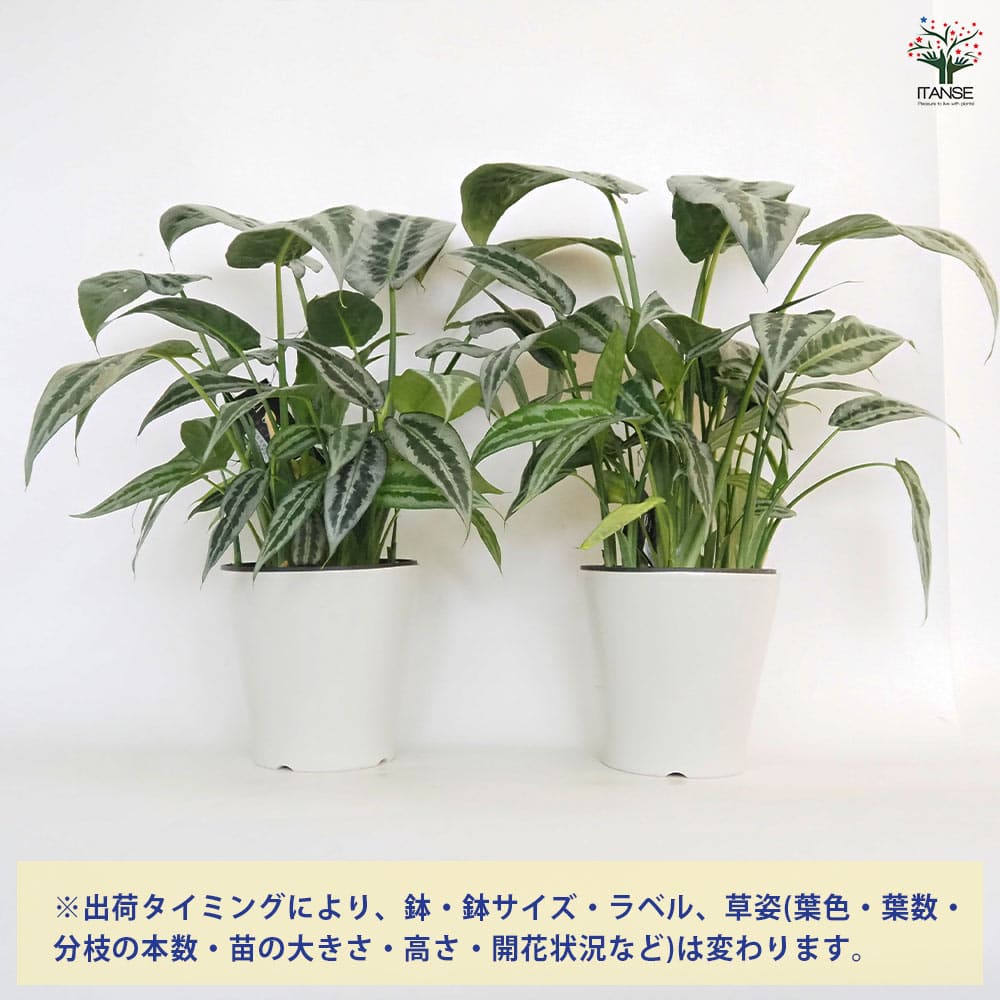 スキスマトグロッティス ハイナエンシス 【観葉植物 5号／1個