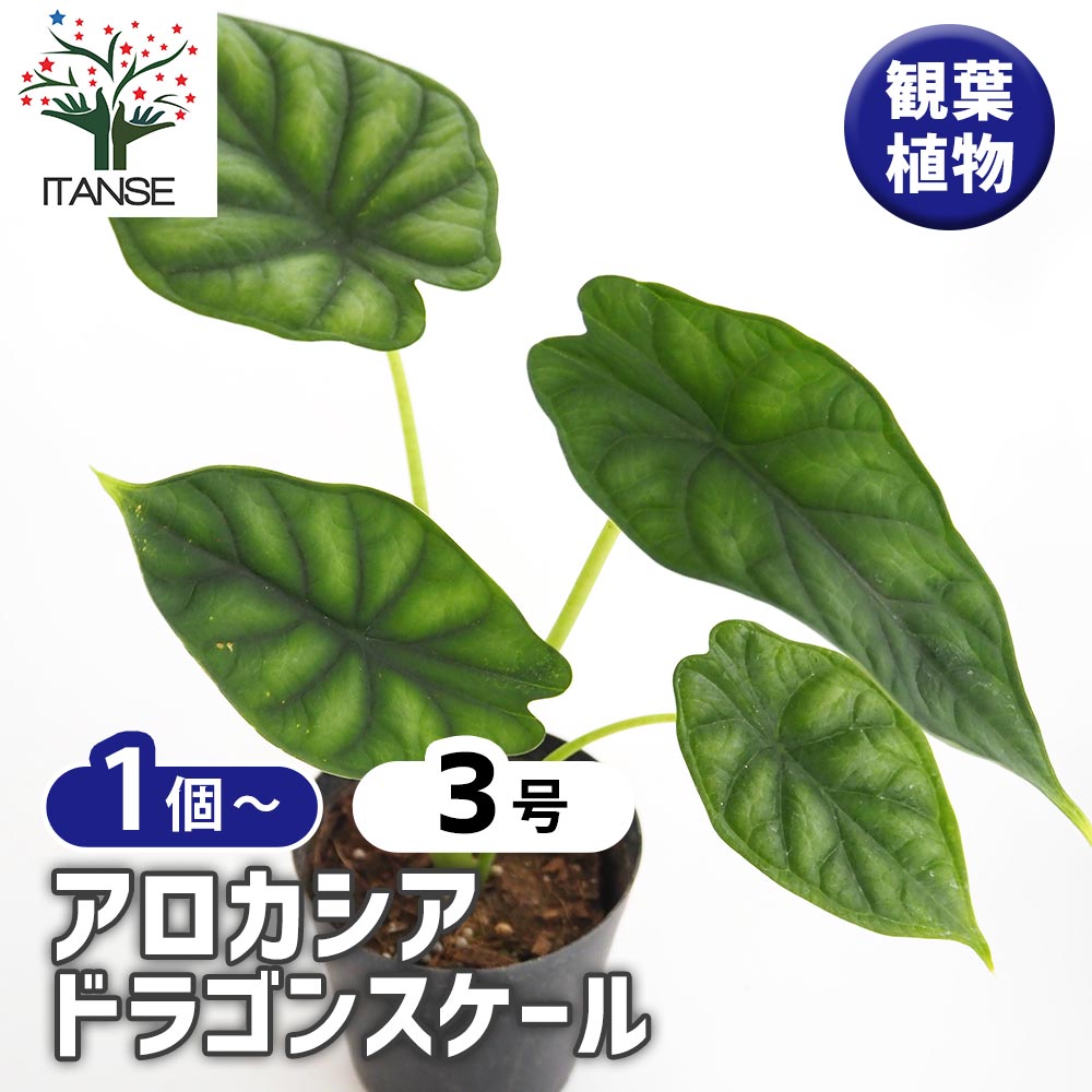アロカシア ドラゴンスケール 【観葉植物 3号】｜ 【植物の