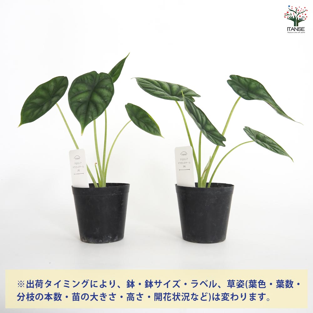 アロカシア ドラゴンスケール 【観葉植物 3号】｜ 【植物の