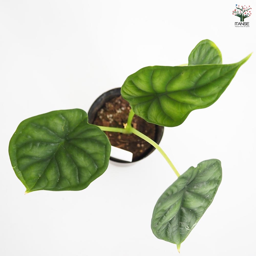 アロカシア ドラゴンスケール 【観葉植物 3号】｜ 【植物の