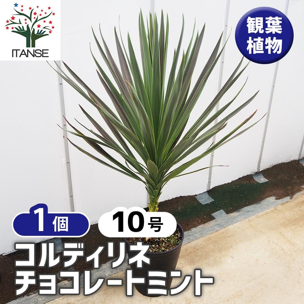 コルジリネ　チョコレートミント　10号特大苗木最高等級極上品‼️ドライガーデン コルジリネチョコレートミント10号特大苗木最高等級極上品