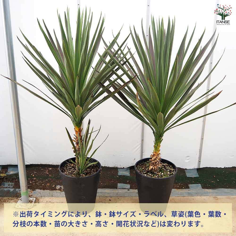 コルディリネ A.チョコレートミント 【観葉植物 10号／1個売り