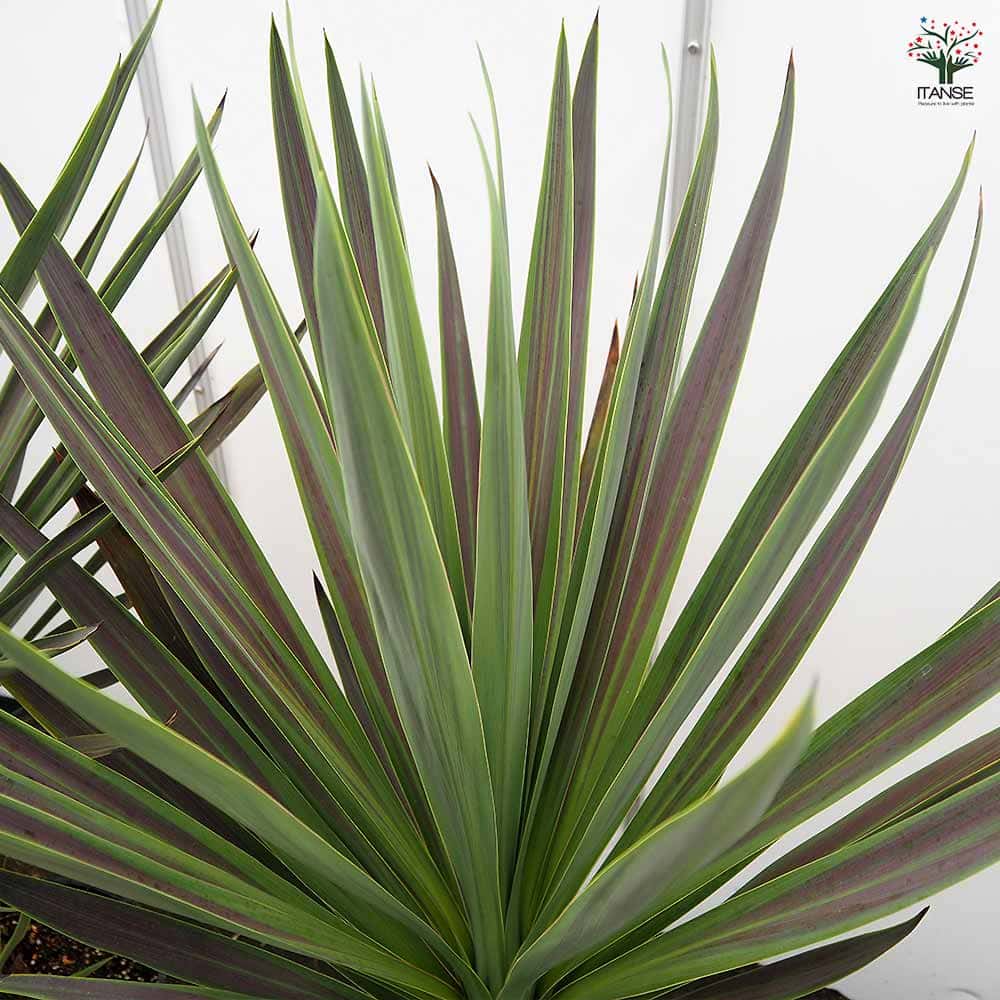 コルディリネ A.チョコレートミント 【観葉植物 10号／1個売り