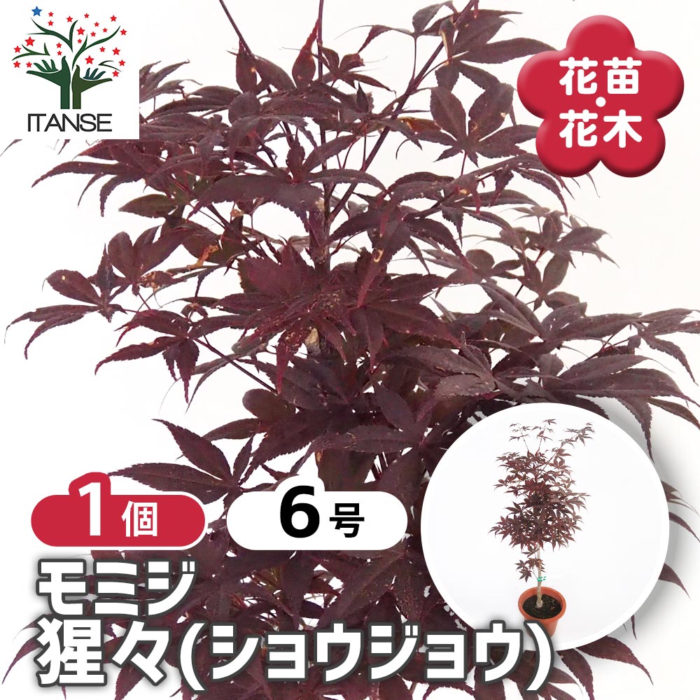 モミジ(カエデ)の苗木 猩々(ショウジョウ) 【花木苗 6号／1個売り