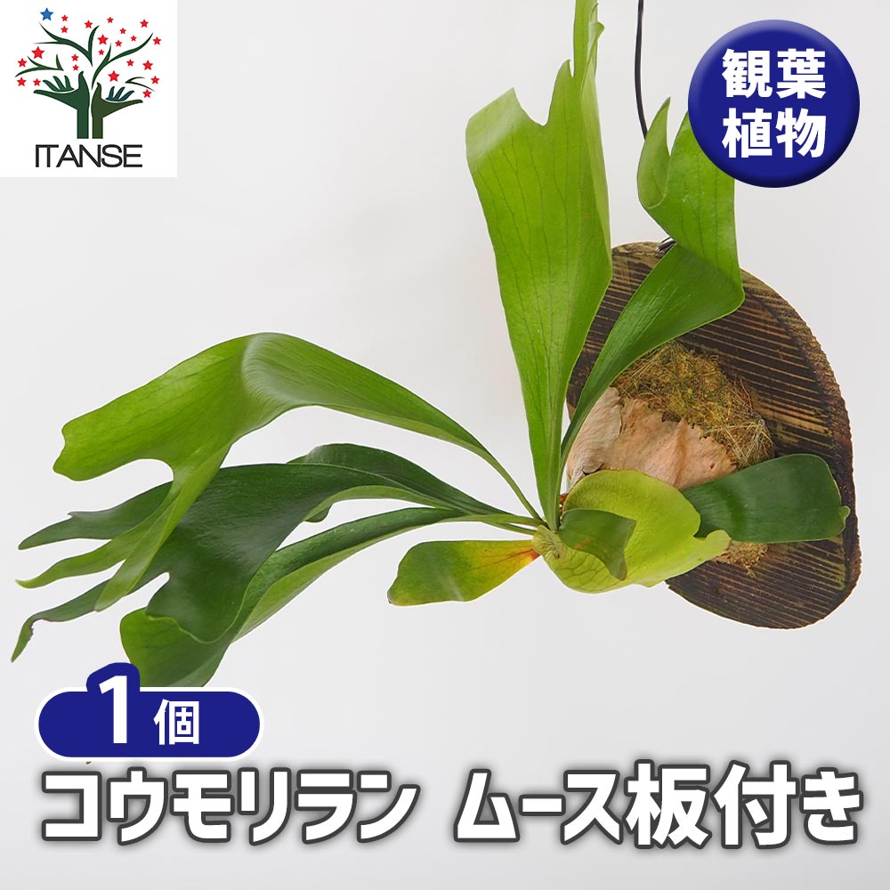コウモリラン ムース板付き  【観葉植物 ／1個売り】