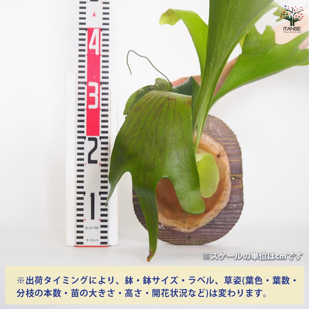 コウモリラン ムース板付き  【観葉植物 ／1個売り】