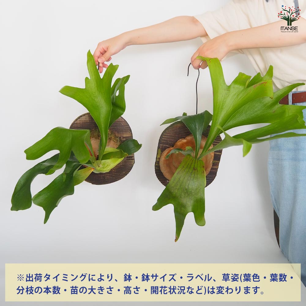 コウモリラン ムース板付き  【観葉植物 ／1個売り】