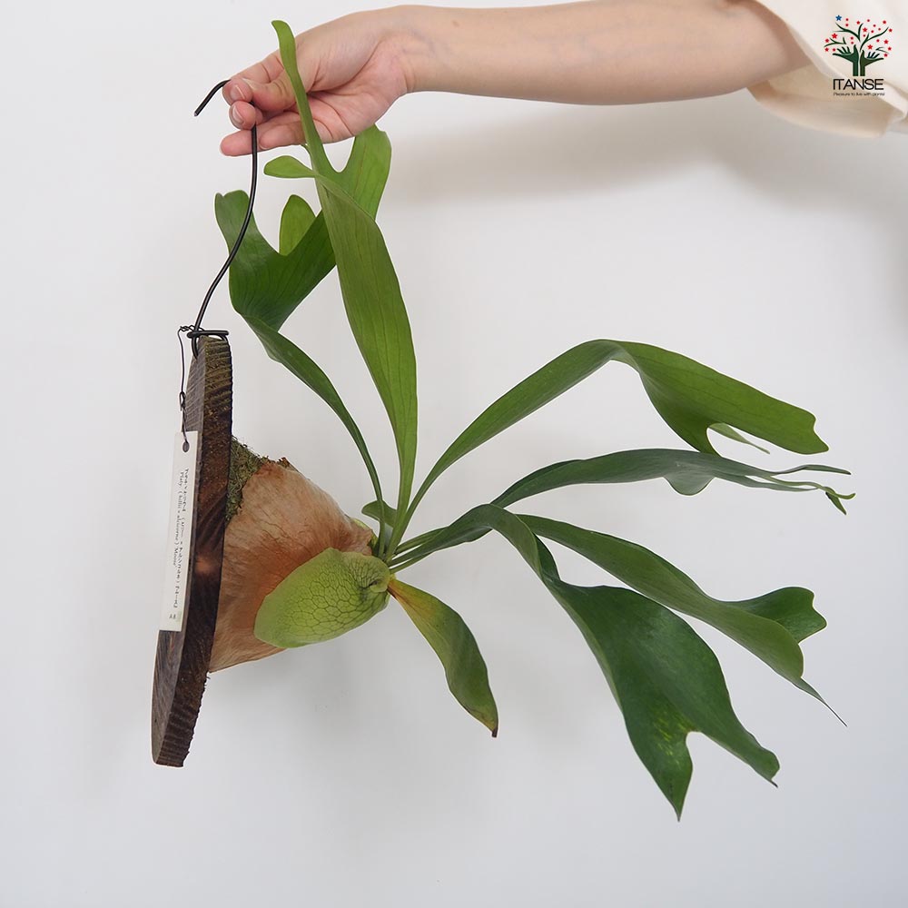 コウモリラン ムース板付き  【観葉植物 ／1個売り】