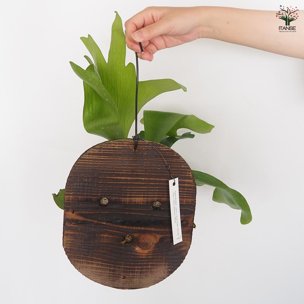 コウモリラン ムース板付き  【観葉植物 ／1個売り】